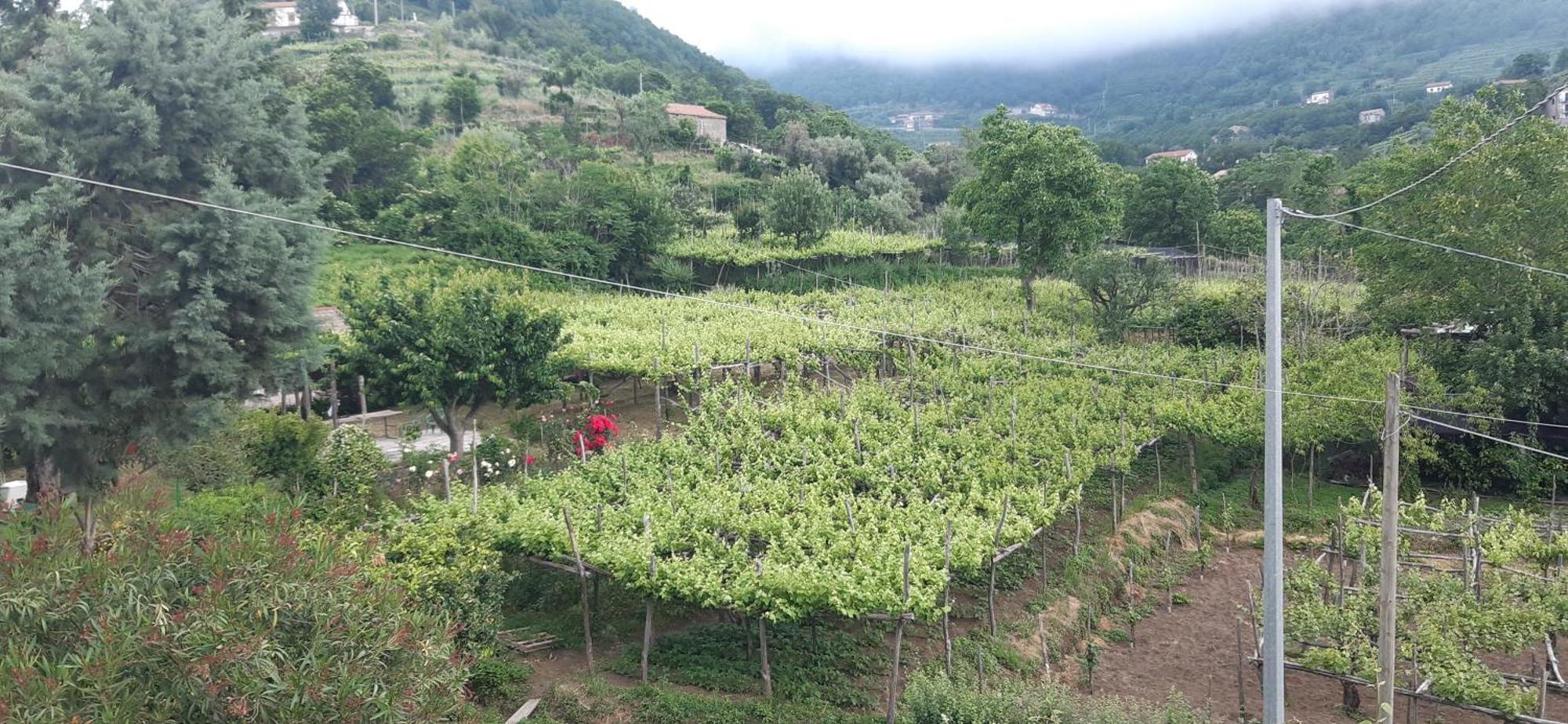 Penzion Agriturismo Mare E Monti Tramonti Exteriér fotografie